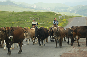 Bardzravan