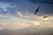 hawk_Ararat_8
